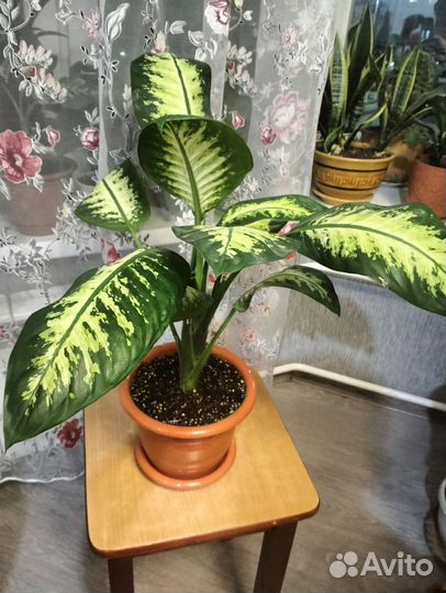 Диффенбахия (Dieffenbachia amoena Tropic Snow)