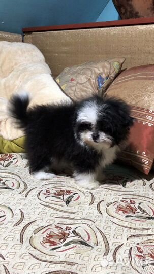 Щенки мальтипу