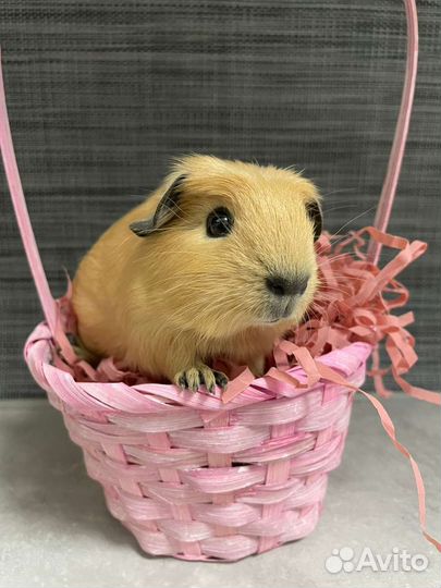 Морская свинка скинни