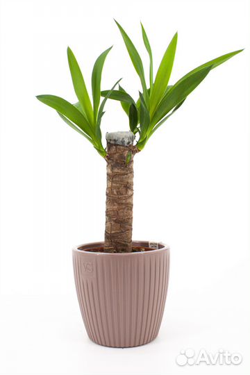 Юкка ствол 20 см в кашпо, цвет школадный