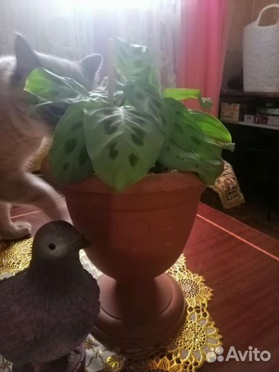 Комнатный цветок