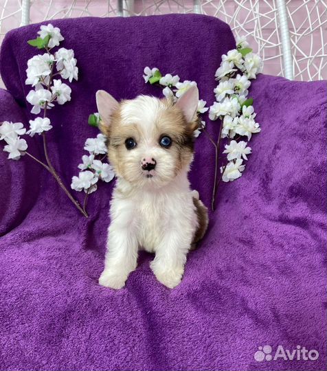 Мерле йорк белый голубоглазый мальчик