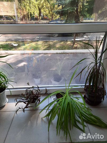 Комнатные цветы