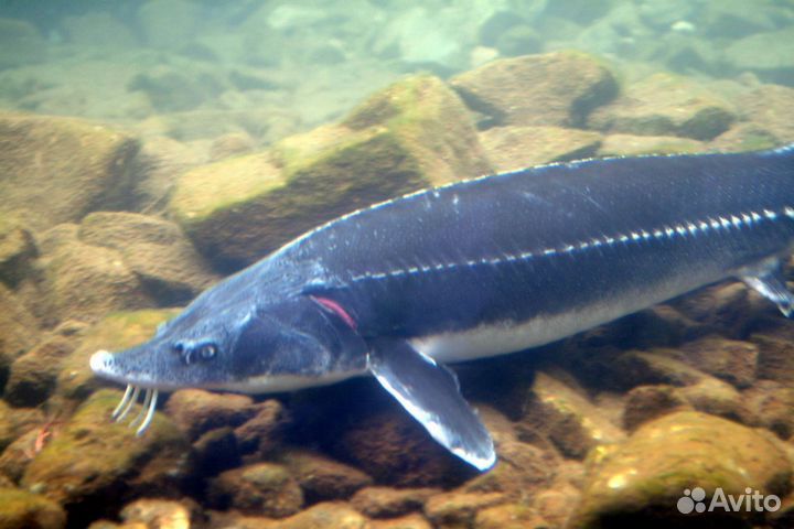 Живая царская рыба оптом