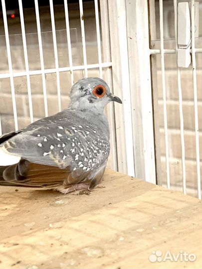 Бриллиантовая горлица, птенцы, клетка для птиц