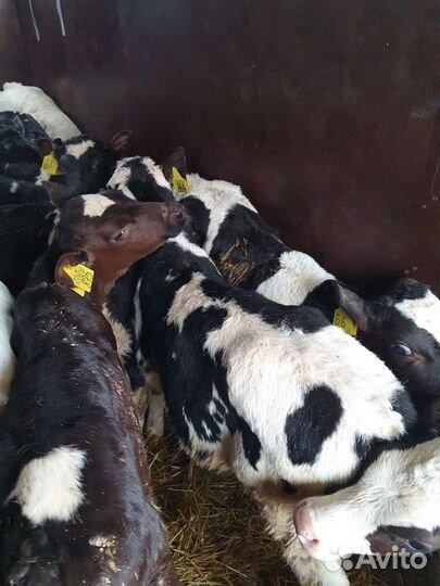 Бычки телята