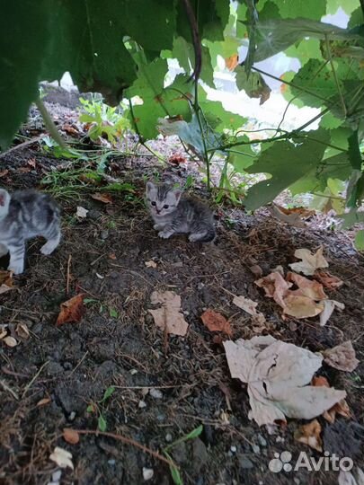 Вислоухая кошка и двое маленьких котят