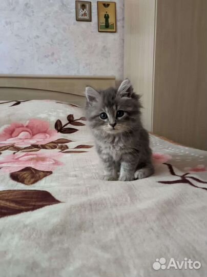 Котята в добрые руки бесплатно коты