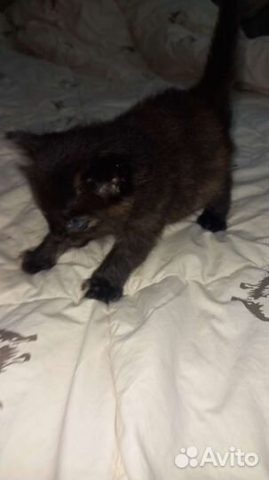 Отдам котят в добрые руки бесплатно