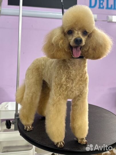 Грумер с выездом на дом