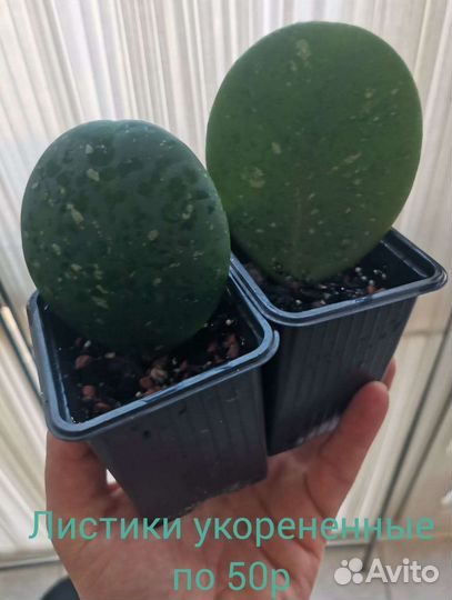 Хойя Обовата. Комнатные растения. Hoya Obovata