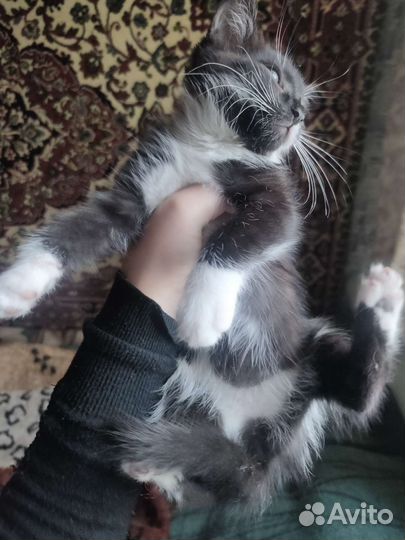 Котята