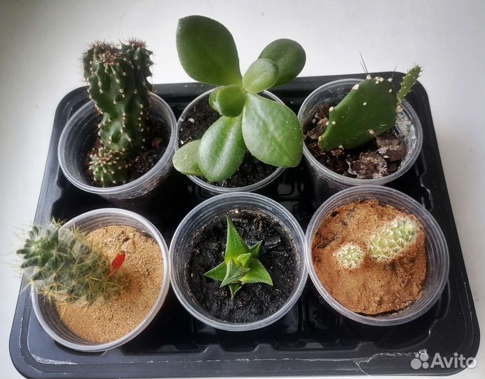 Молодые суккуленты и кактусята