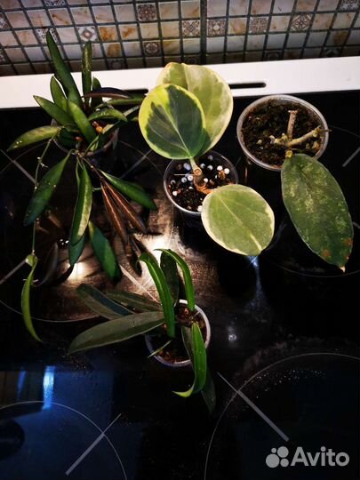 Хойи набором 4 шт