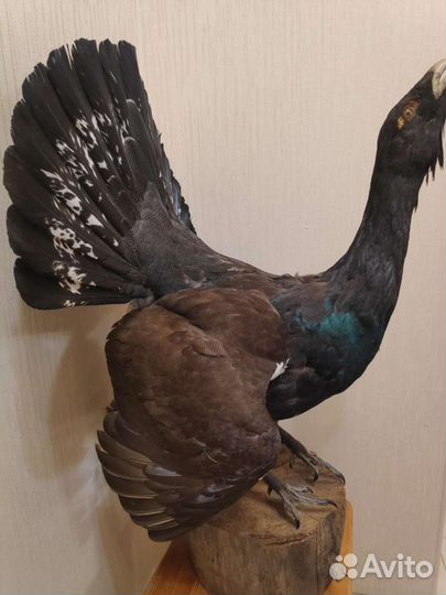 Чучело глухаря