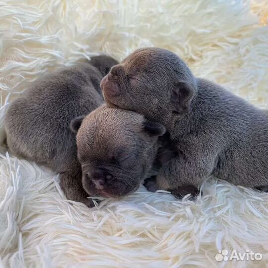 Французские бульдоги цветные мальчики