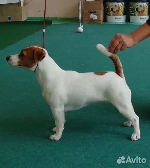 Щенки Джек Рассел терьер