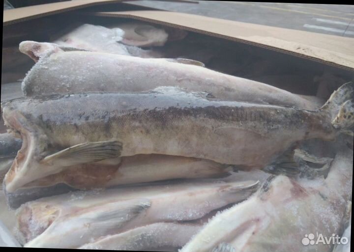 Ищу инвестора для развития рыбного бизнеса