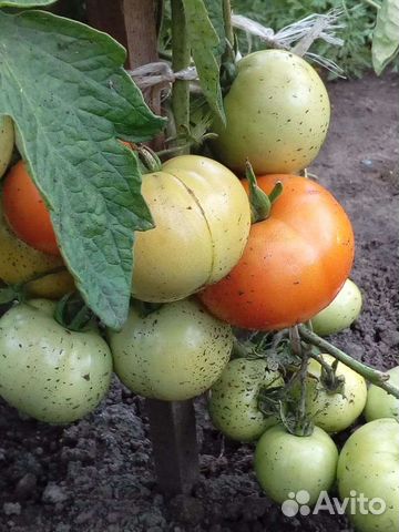 Семена коллекционных томатов