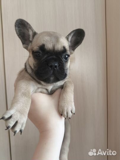 Французский бульдог