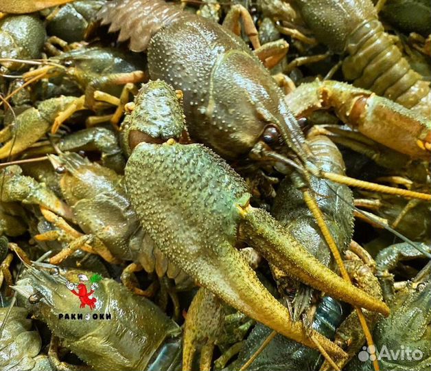 Раки отборные