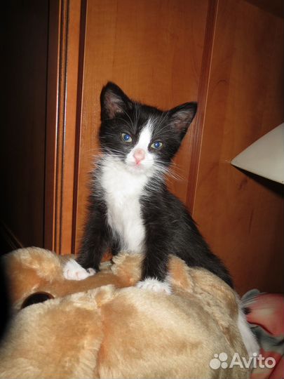 Котёнок Веня ищет свою семью