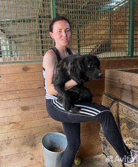 Маленькая трусливая собака пропадает в приюте