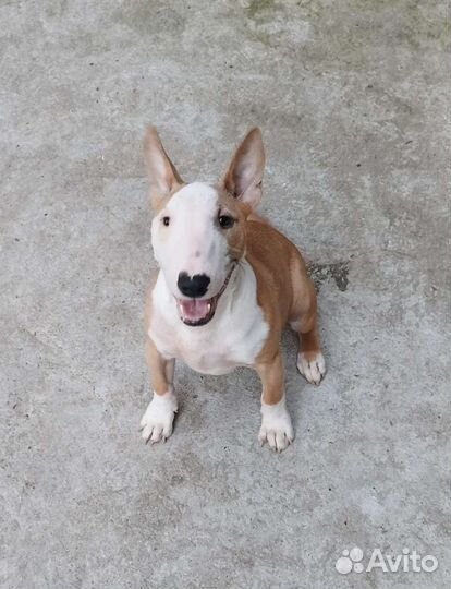 Мини буль Стич