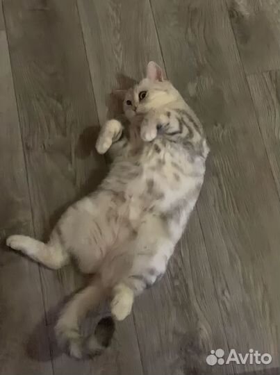 Шотландские вислоухие котята