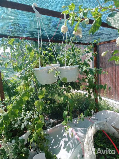 Взрослые фуксии