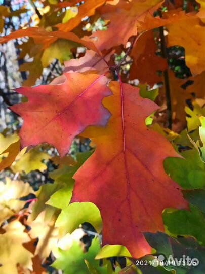 Дуб красный 3 метра