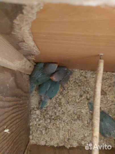 Ожереловый попугай птенцы