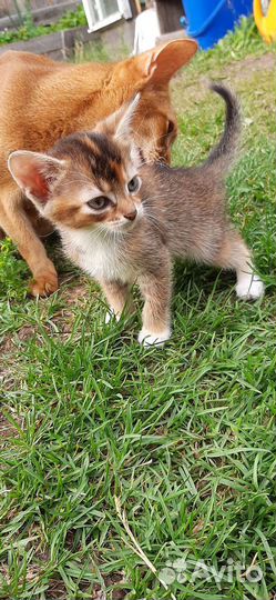 Абиссинский метис