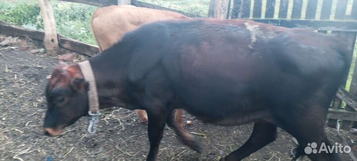 Телочка 5 месяцев