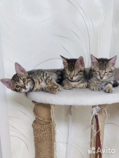 Саванна Ф6 - 3 котёнка