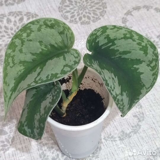 Сциндапсус Мунлайт и другие сорта