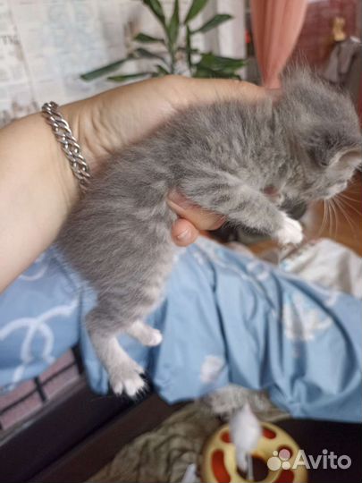 Кошка в дар бесплатно