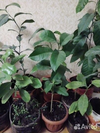 Лимонное дерево