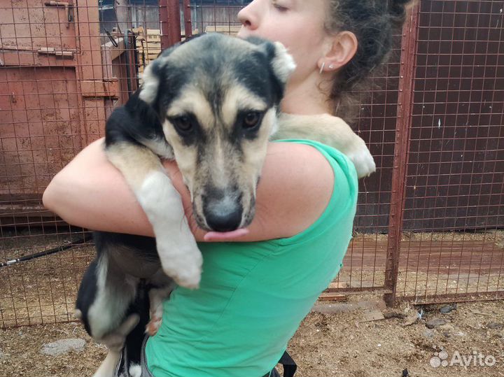 Собака подросток 5 месяцев