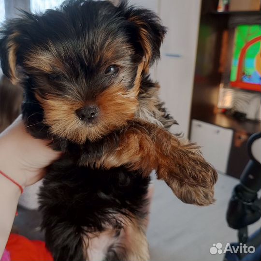 Продам щенка йоркширского терьера. 3месяца
