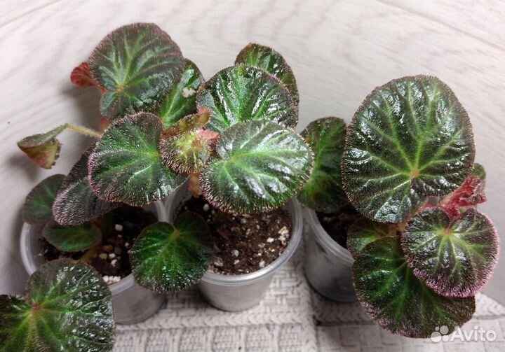 Бегонии кейн (тростниковые) и другие