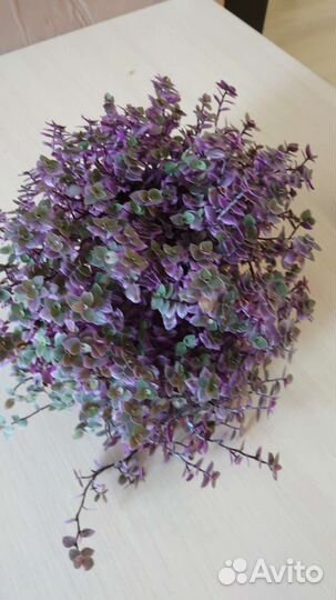 Каллизия розовая пантера