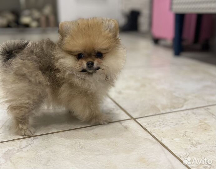 Щенки померанского шпица(есть мини)