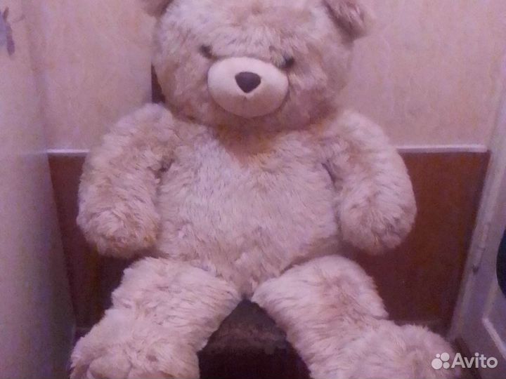 Медведь большой