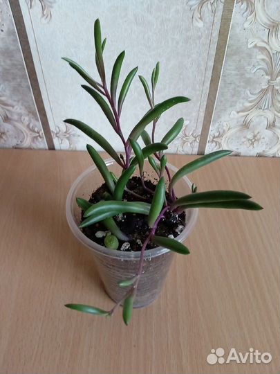 Суккуленты ампельные