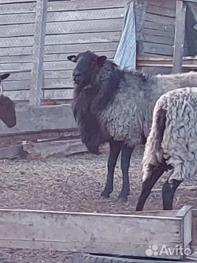 Баран производитель