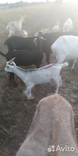 Козлы разной породы