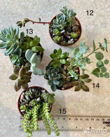 Суккуленты