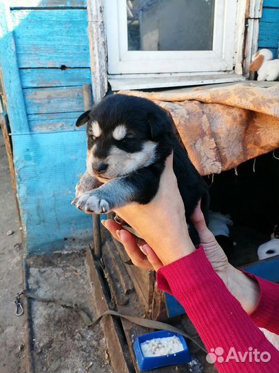 Отдам в добрые руки щенка