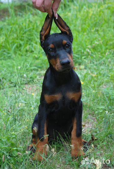 Щенки добермана